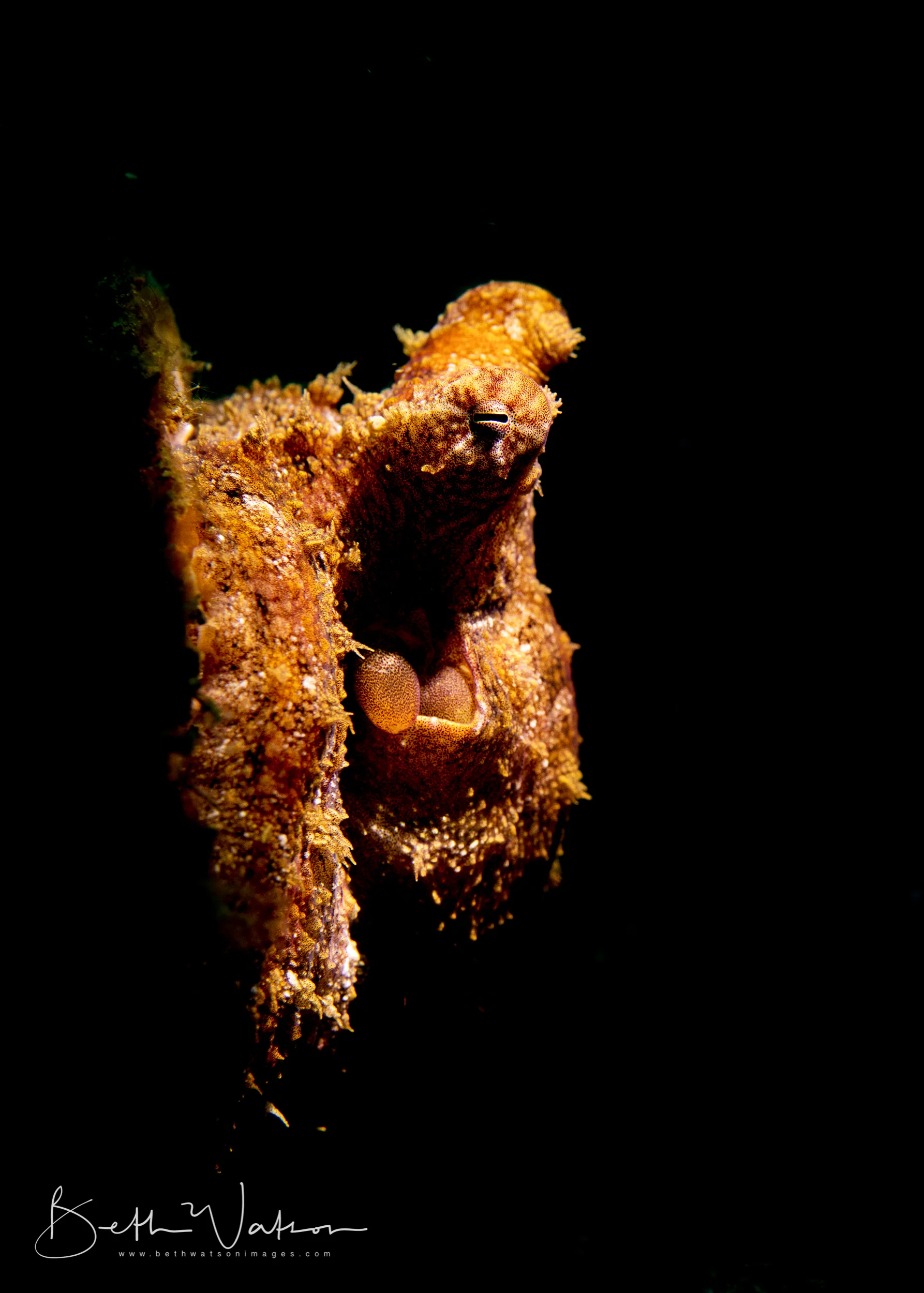 Dauin_18_uw-6112-Edit.jpg