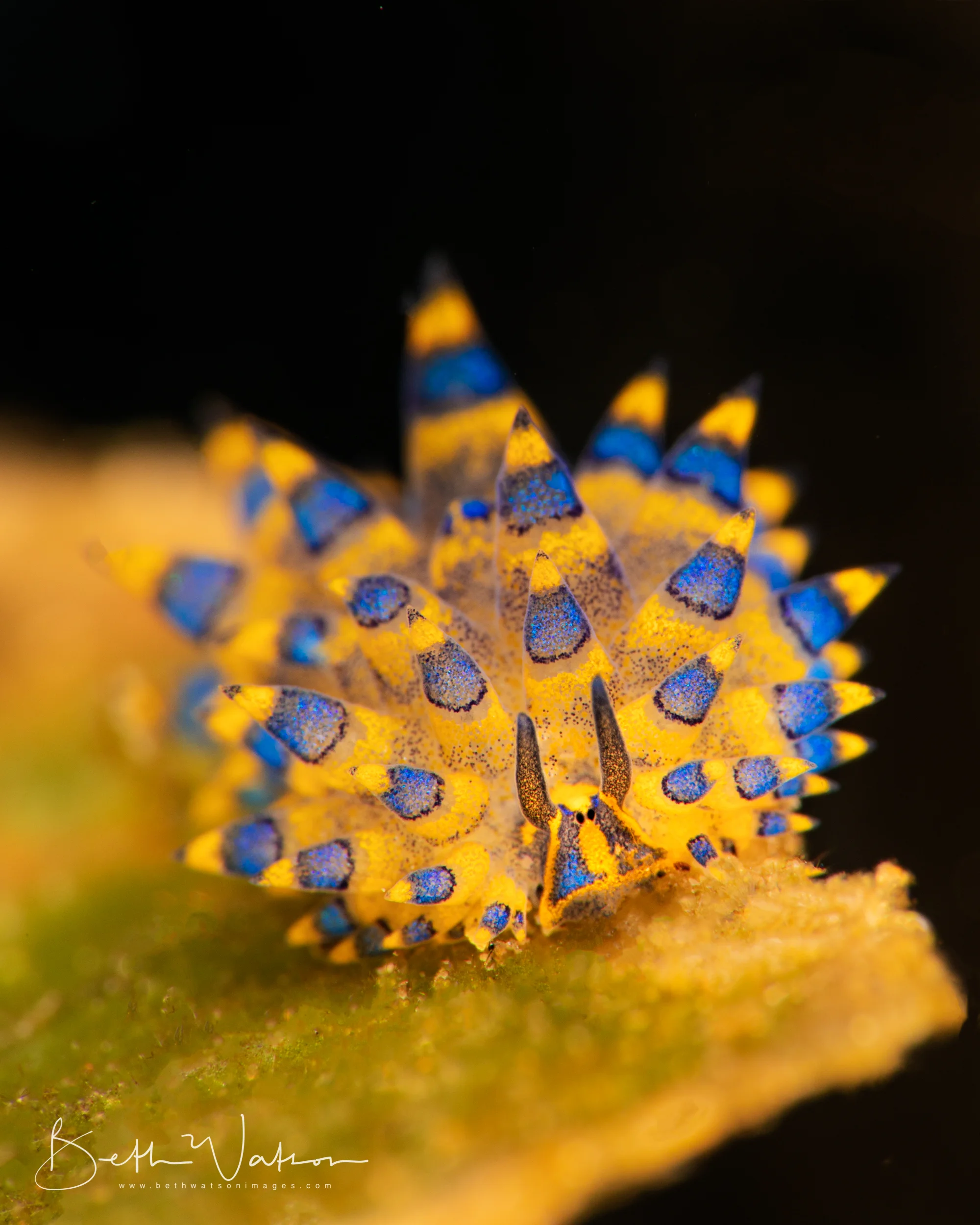 Azure_uw-1033-Edit.jpg