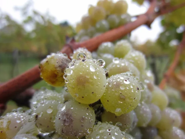 grape-216359_1280.jpg