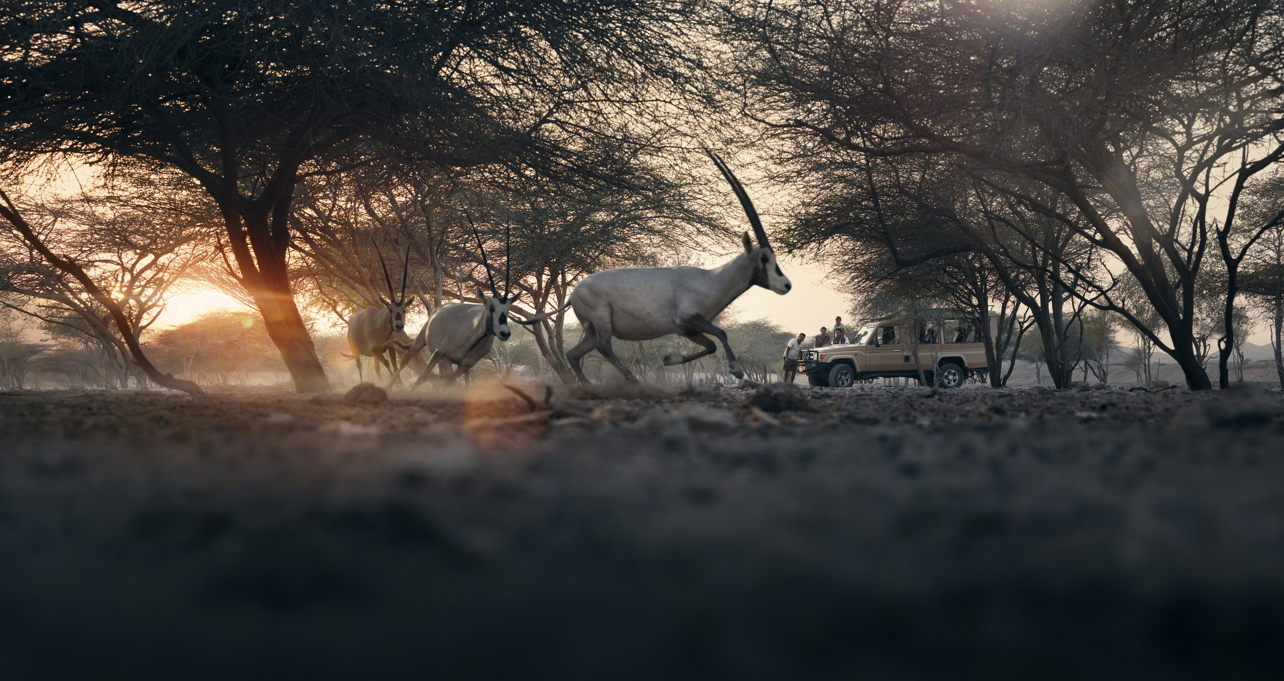 Animals_Sunset_3a.jpeg