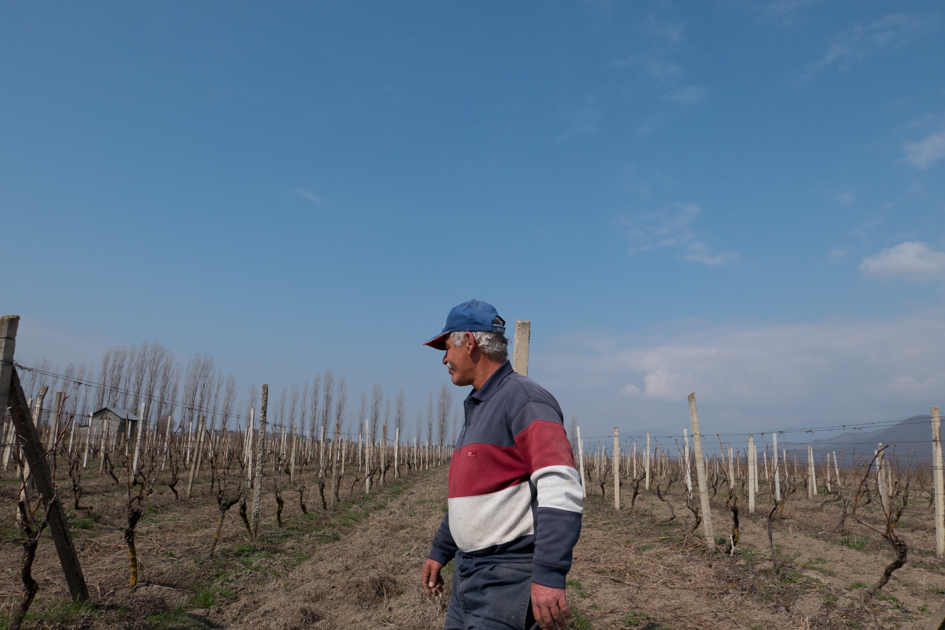 Nugzar in the family vineyard.