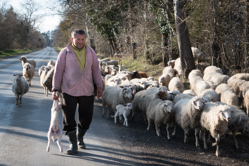 Shepherd with a new-born lamb.