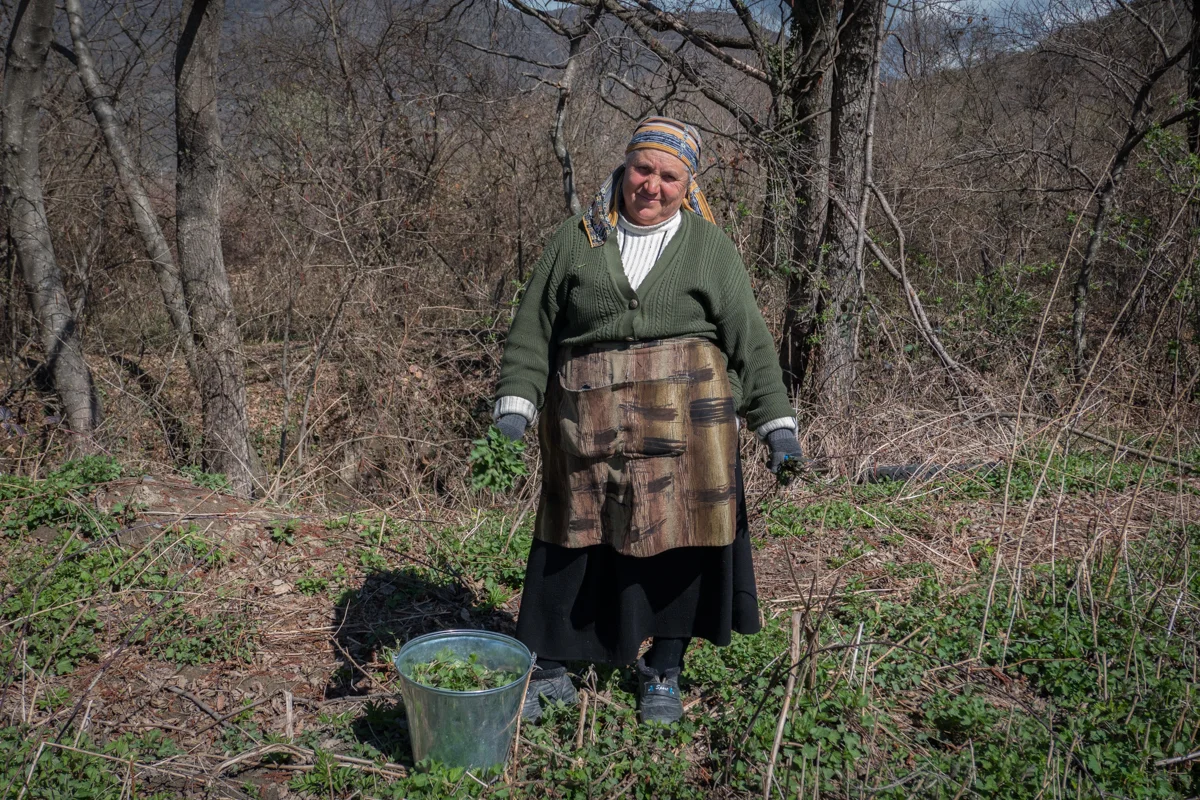 Collecting Stinging Nettle