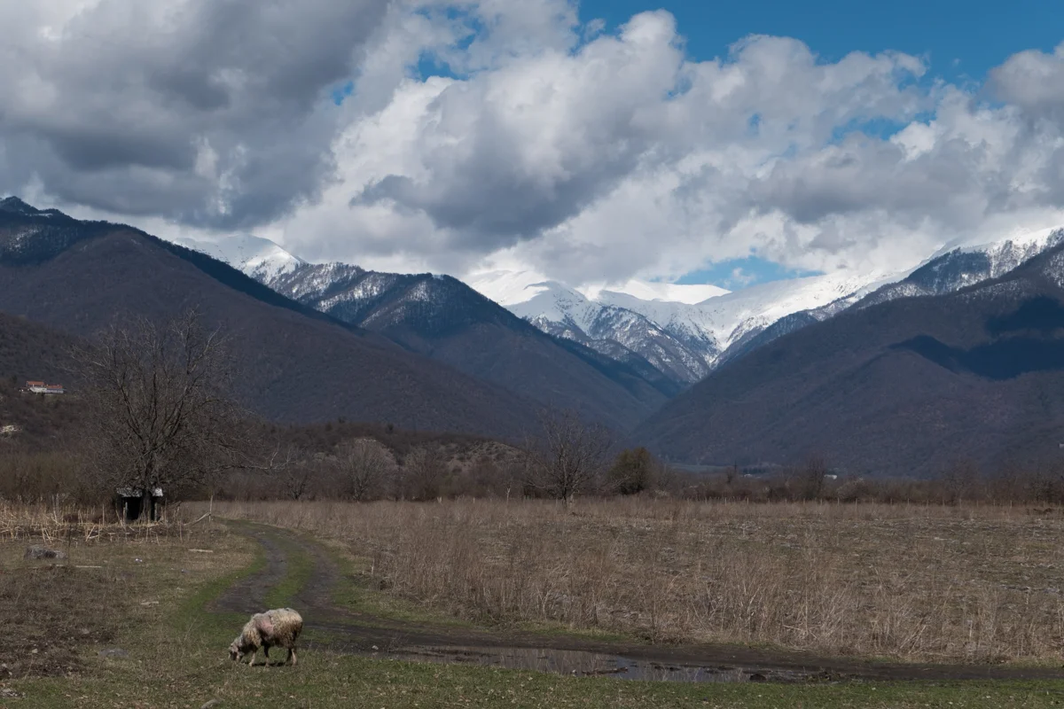 Sheep and mountains.... feels like home.