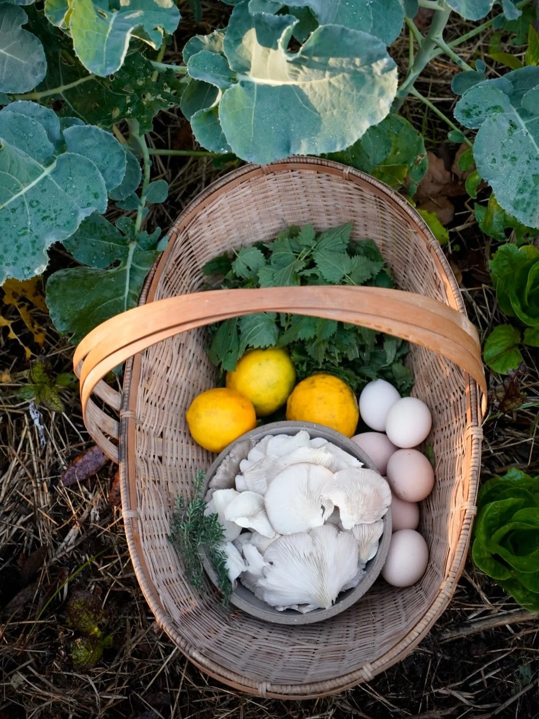 Nettle pasta with oyster mushrooms. The shortest meal on the shortest day of the year with @eat.newzealand 

Oyster mushrooms and fresh herbs from my garden, stinging nettle from Mum&rsquo;s garden, and lemons and free-range eggs from the community g