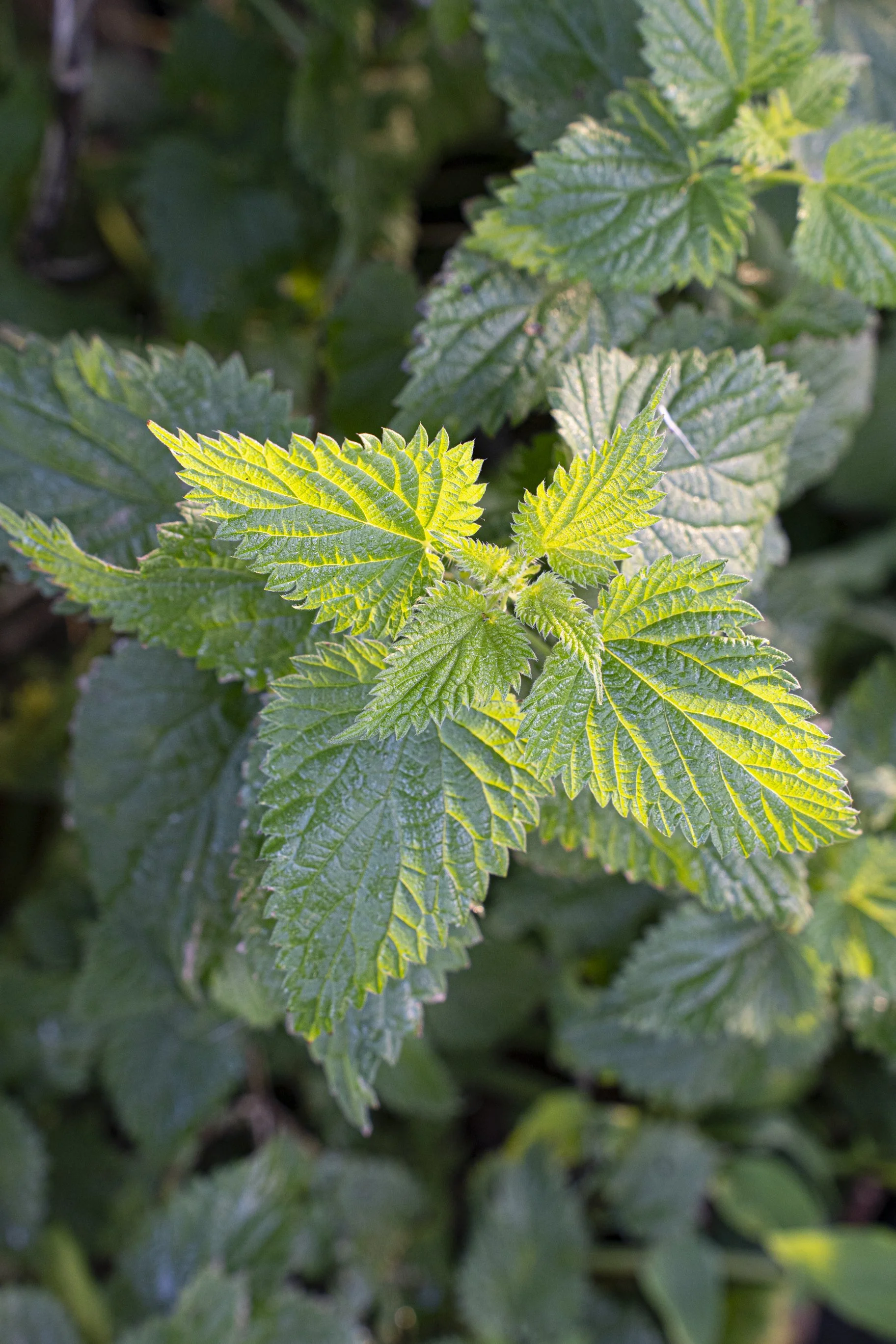 Jonathon Thevenard - Sophie Merkens-04652.jpg