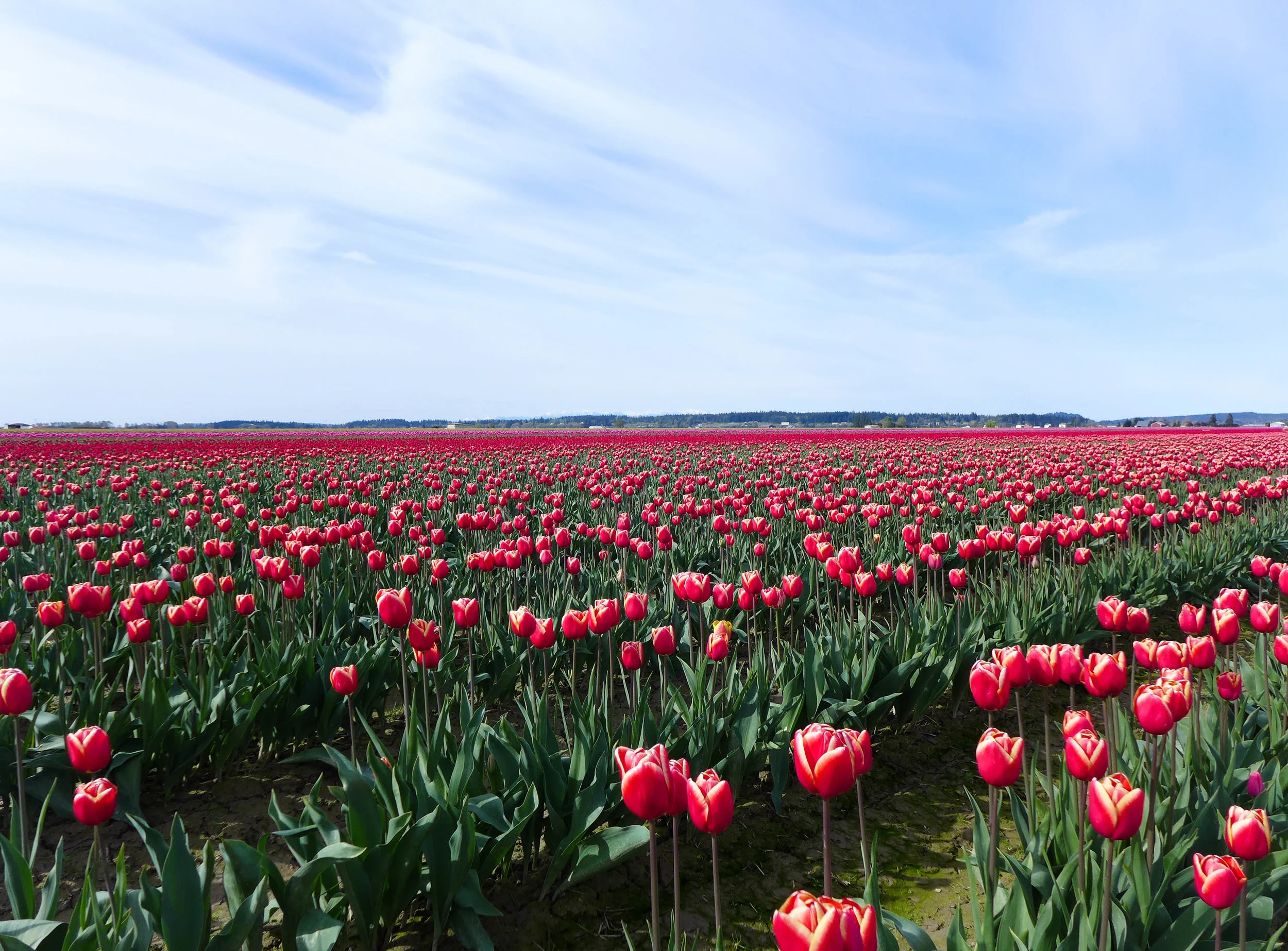 Springtime Blooms