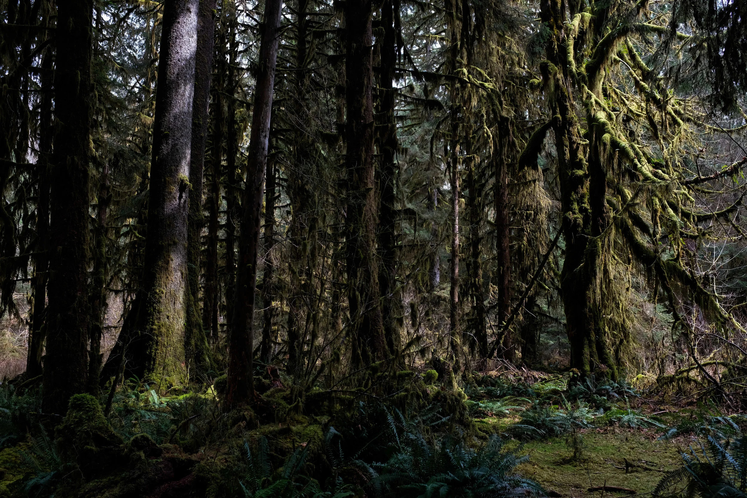 Hoh Rain Forest