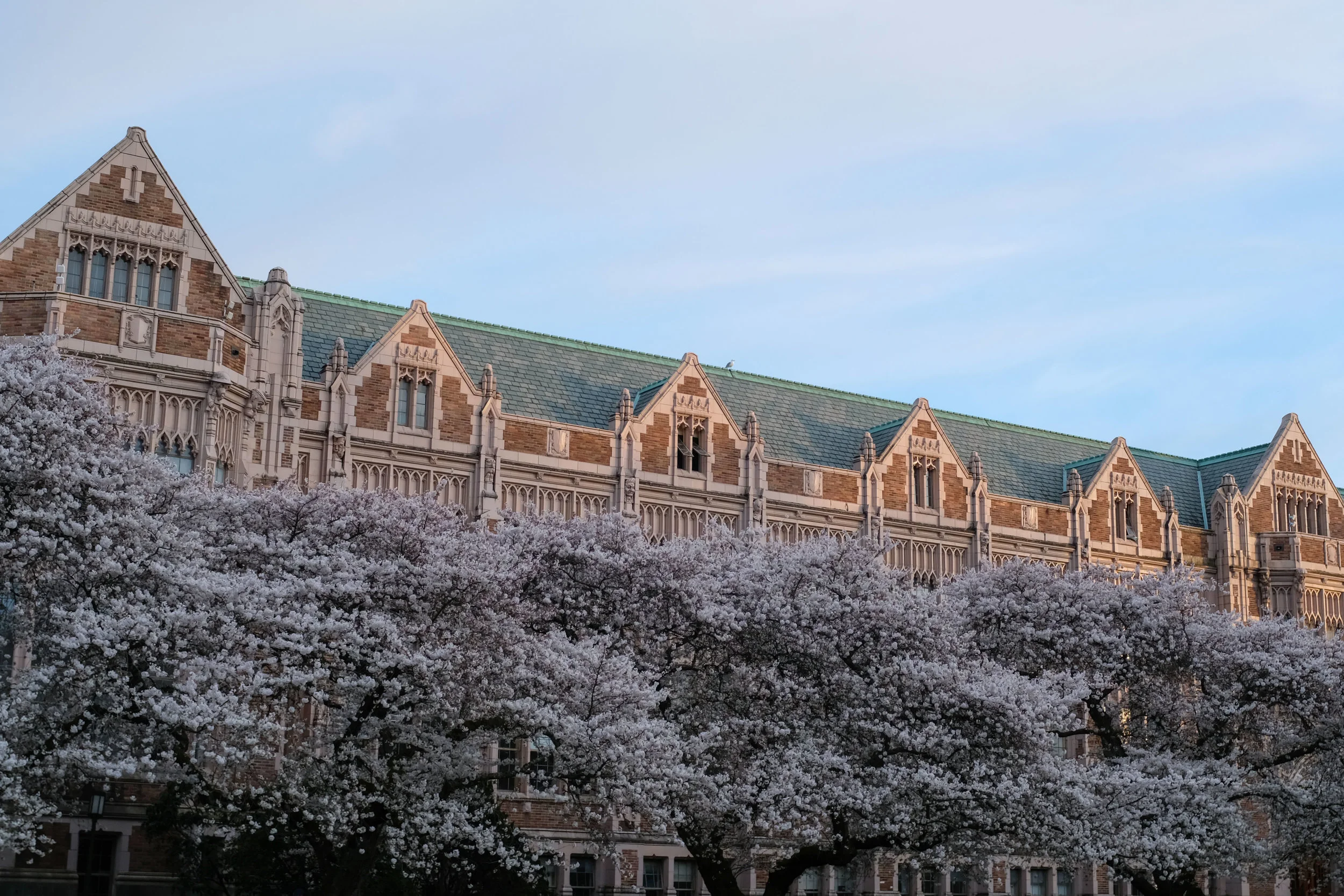 Cherry Blossoms - University of Washington