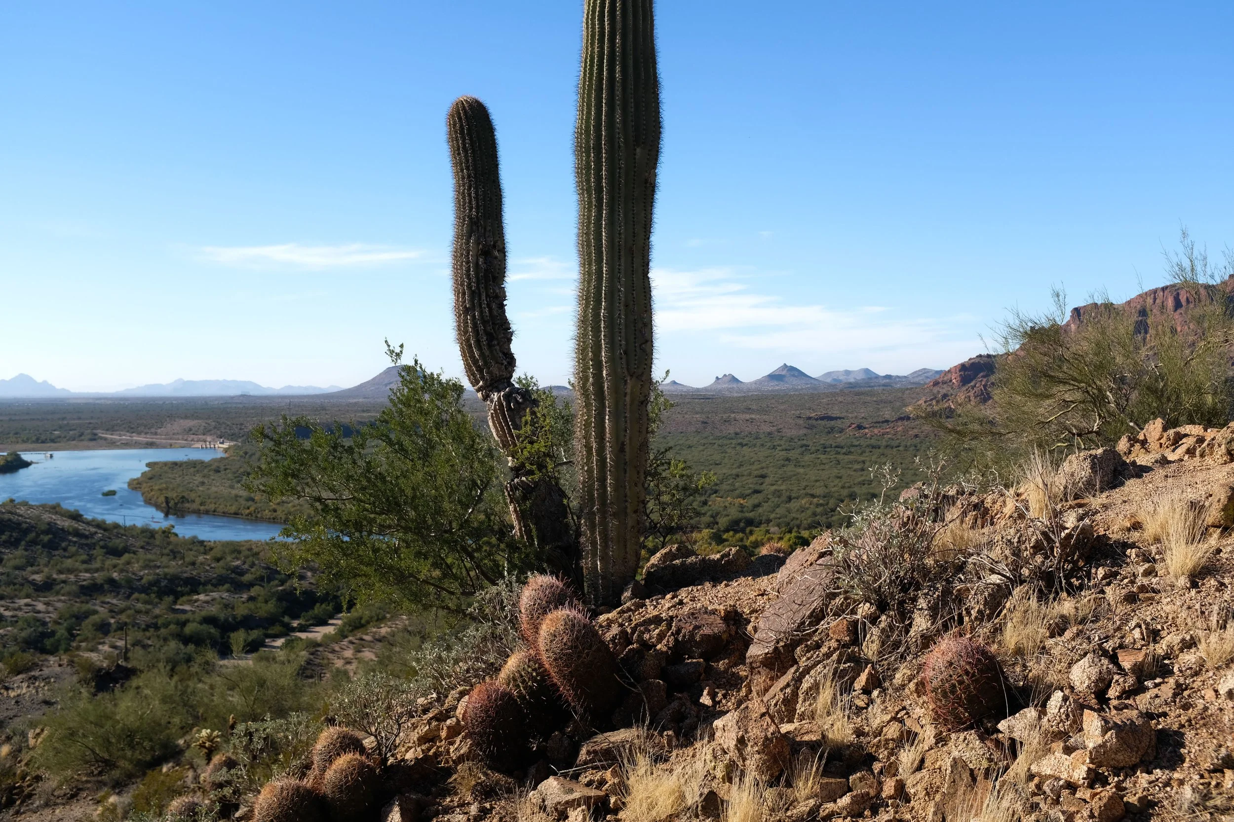 Saguaro Loop