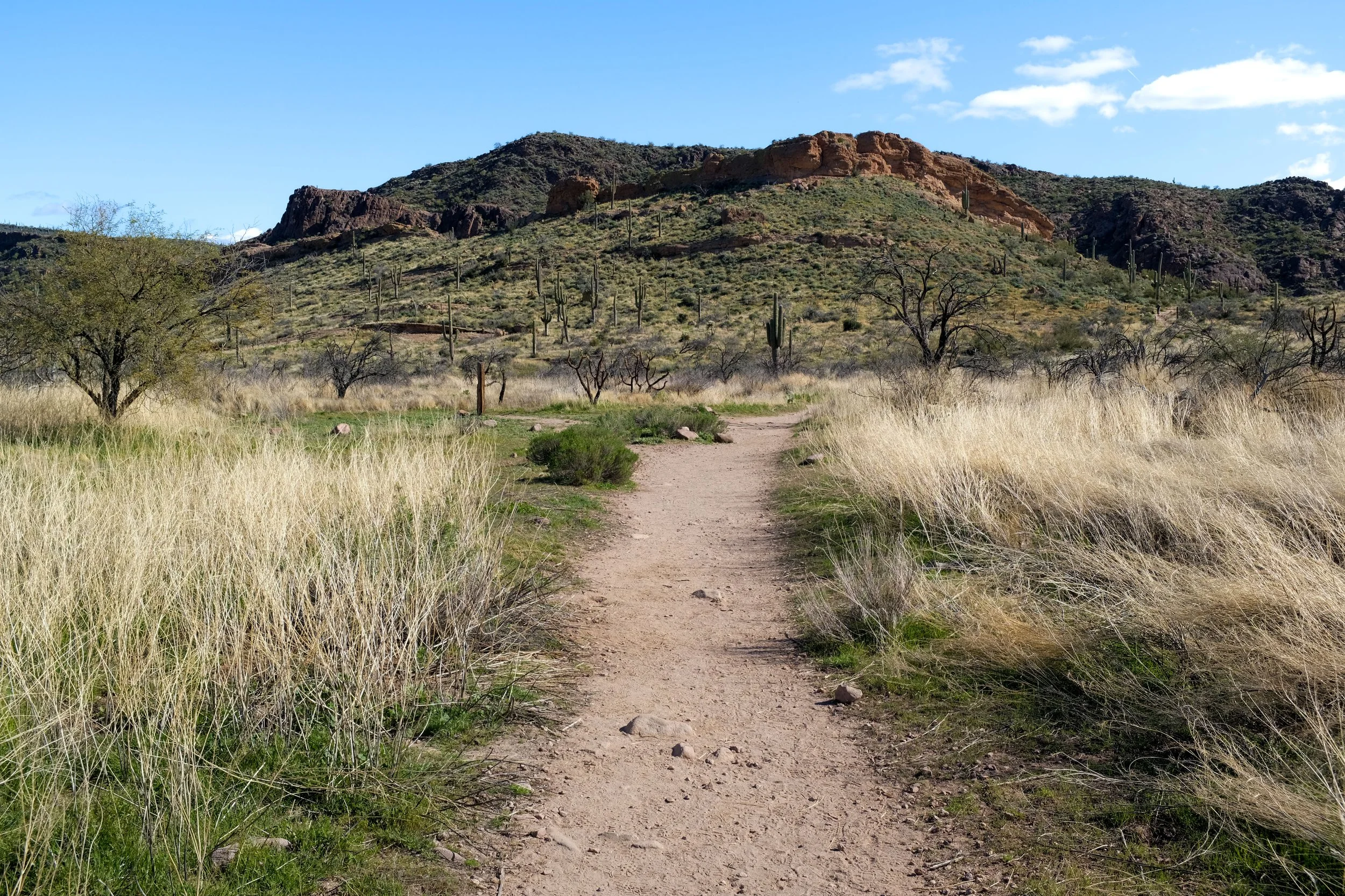 Hackberry Spring Loop