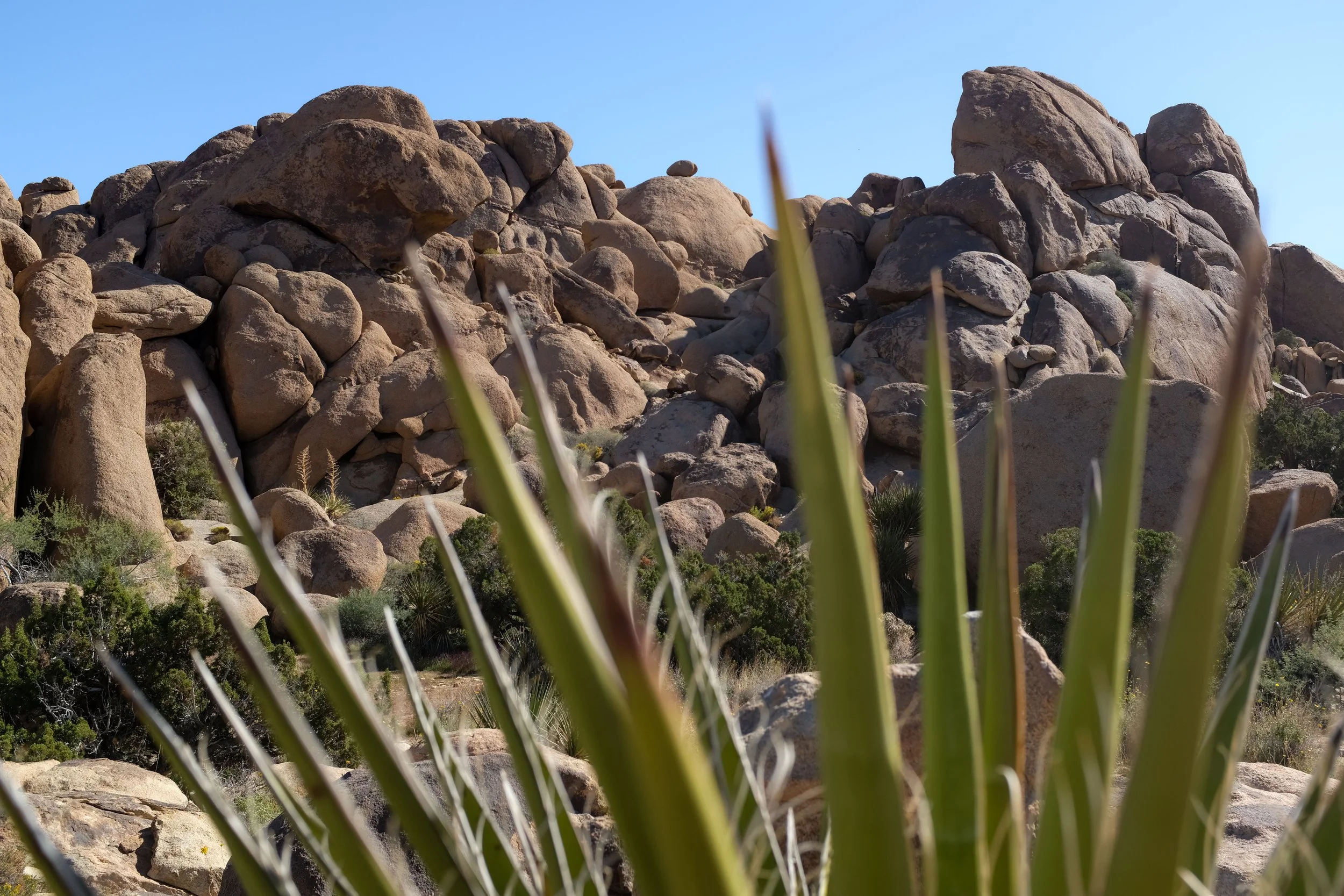 Joshua Tree, California