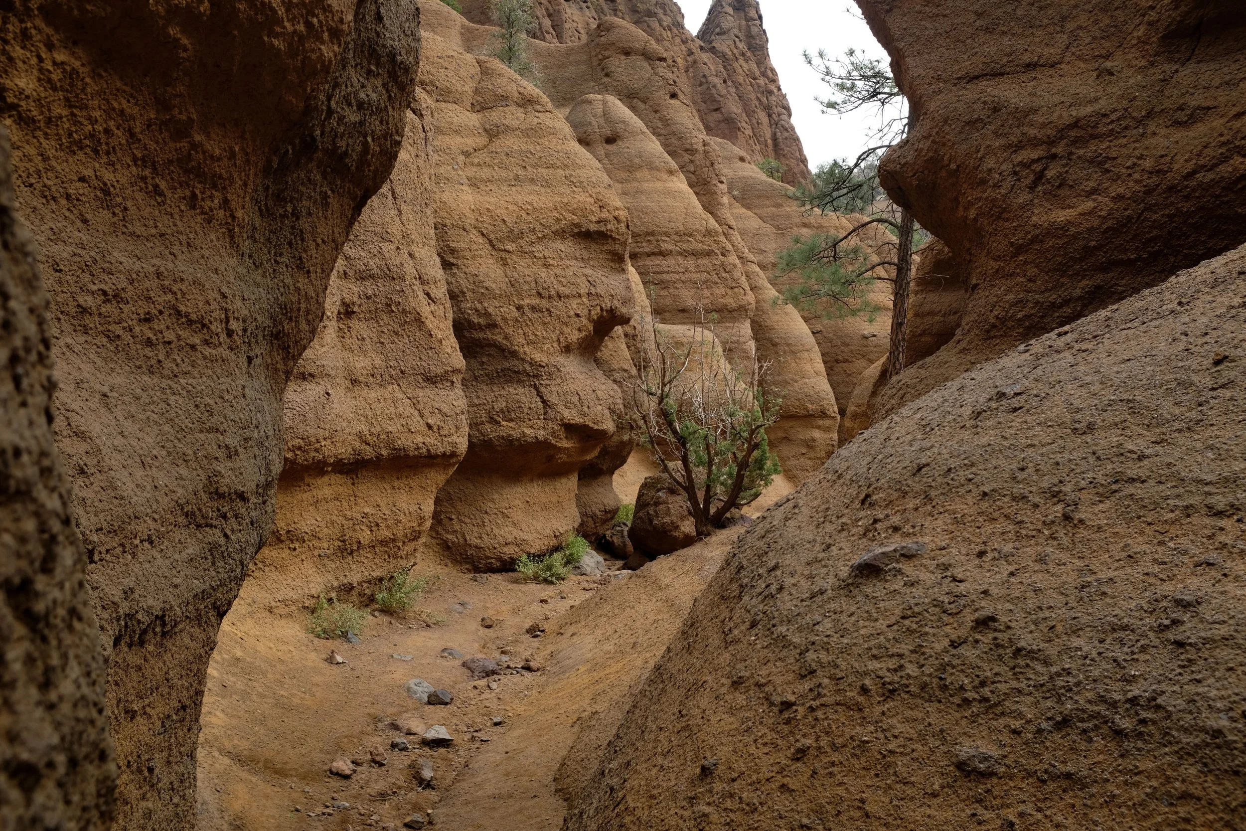 Red Mountain Trail