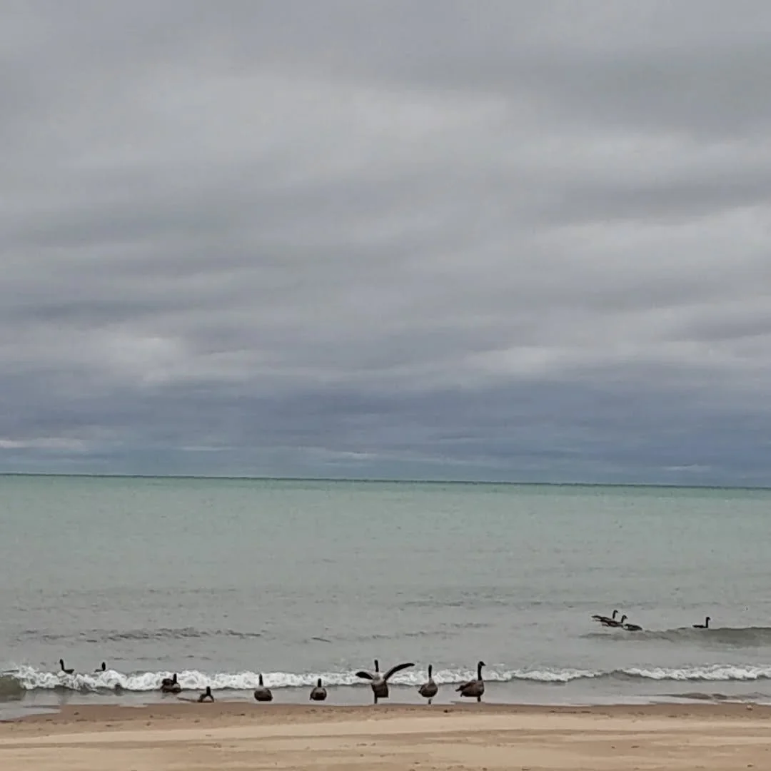 October
and it's warm, still
casual swimmers swim casually.
The murky undertow drowns a father and son as they play catch on a sandbar earlier this summer. 
The locusts in their flapper gowns now
strip
down to pools of gold swirling on concrete curbs