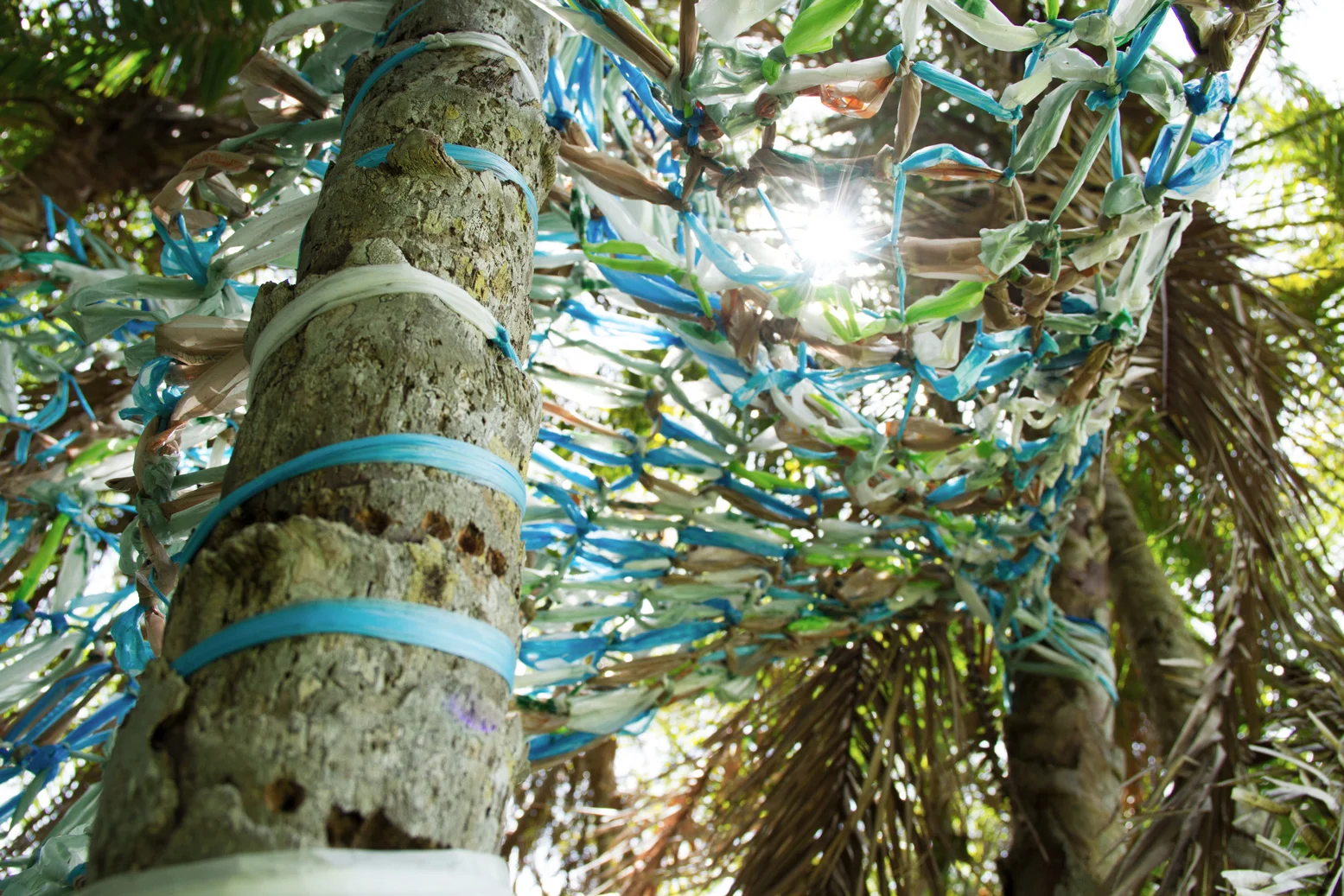 Tangled_05.jpg
