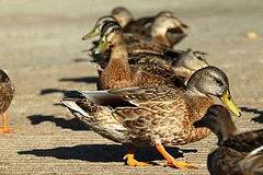 This image is by Delvanjah and licensed under Creative Commons