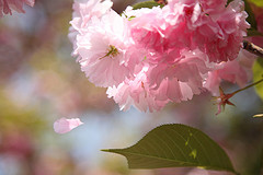 Mrhayata took this photo and licensed it under Creative Commons. Thank you Mr hayata