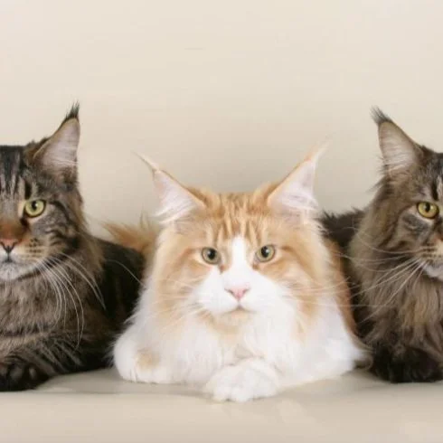 Don't let people be the only one in meetings