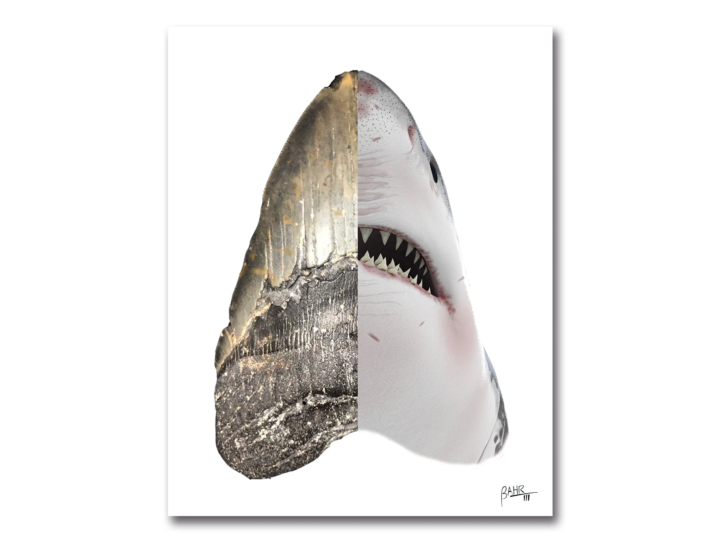 Bahr III Prints Hammerhead Shark 1