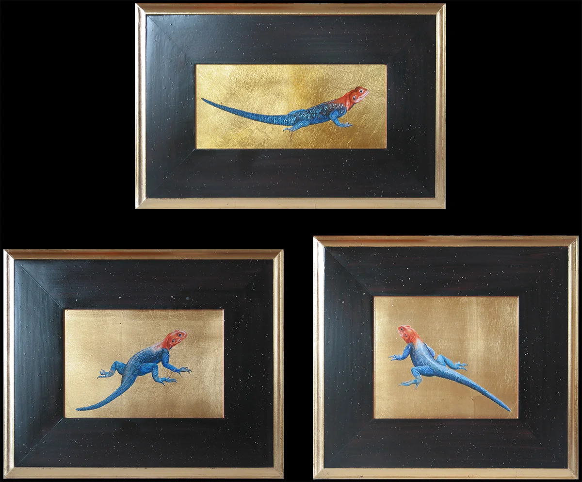 Red Headed Agama