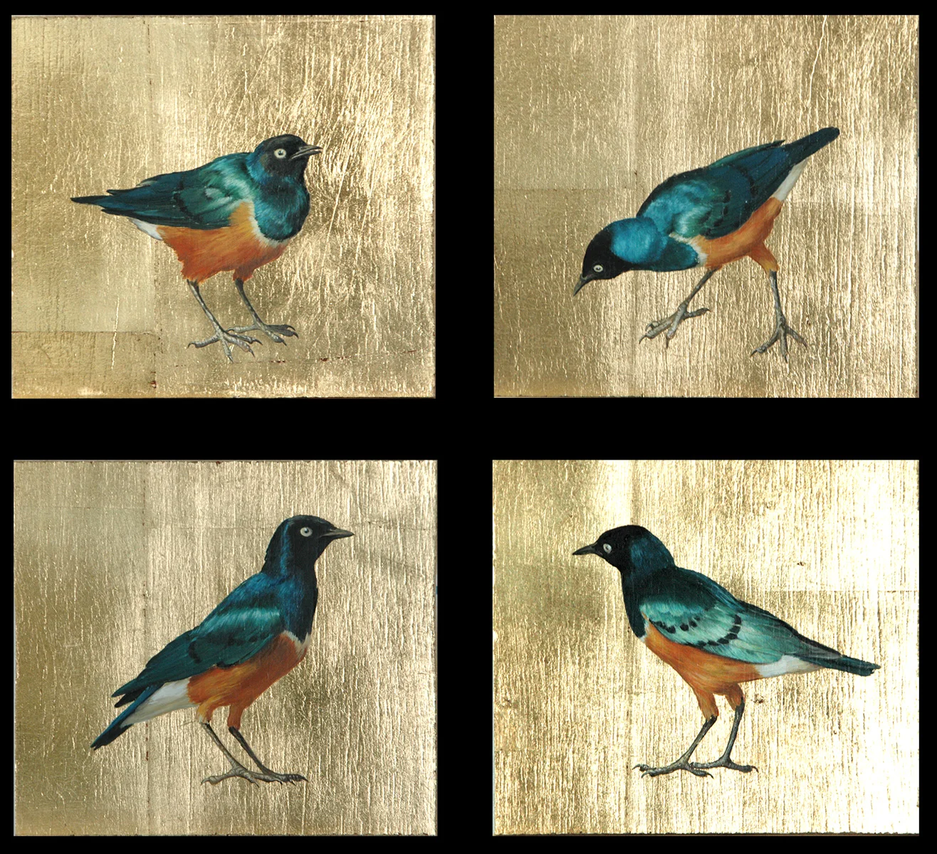 African Starling