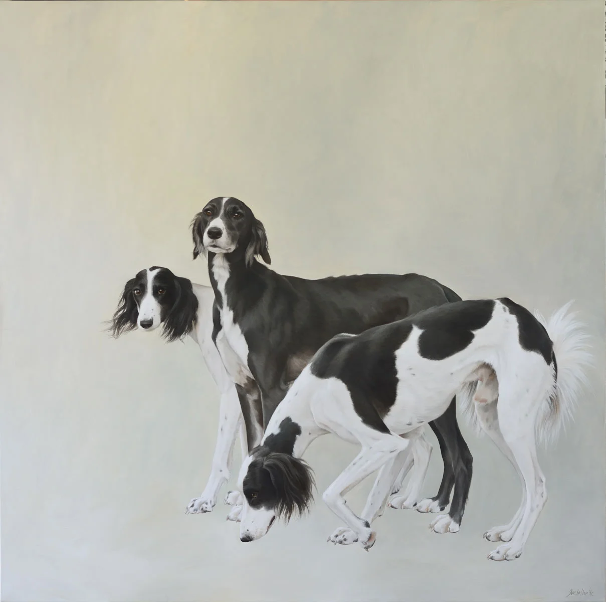 Saluki Siblings