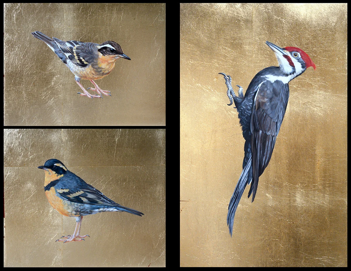 Varied Thrush(male & female), Pileated Woodpecker