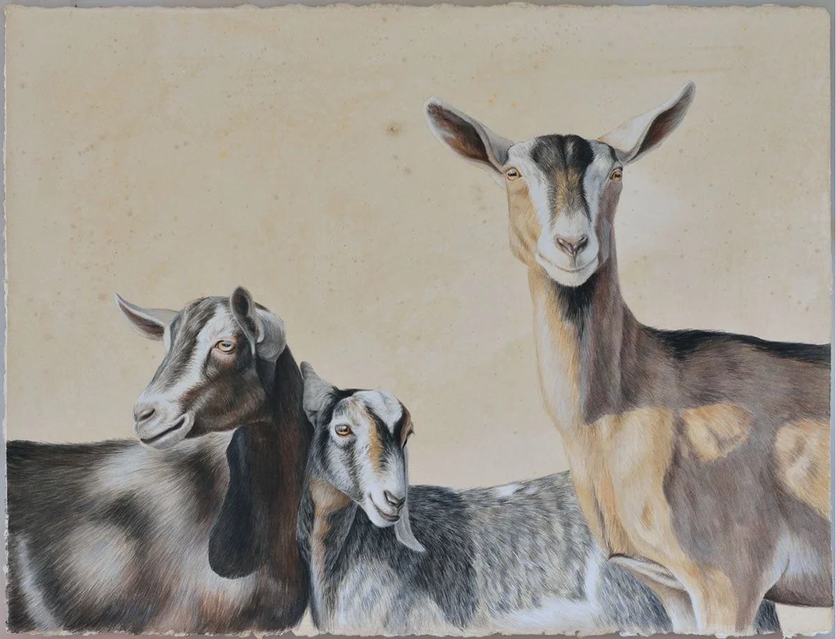Goats