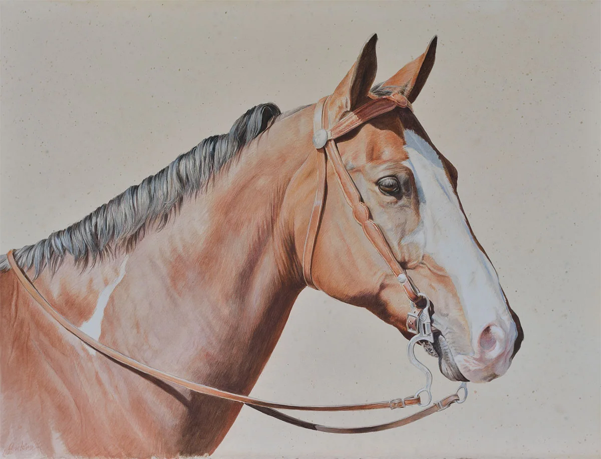 Horse with Bridel