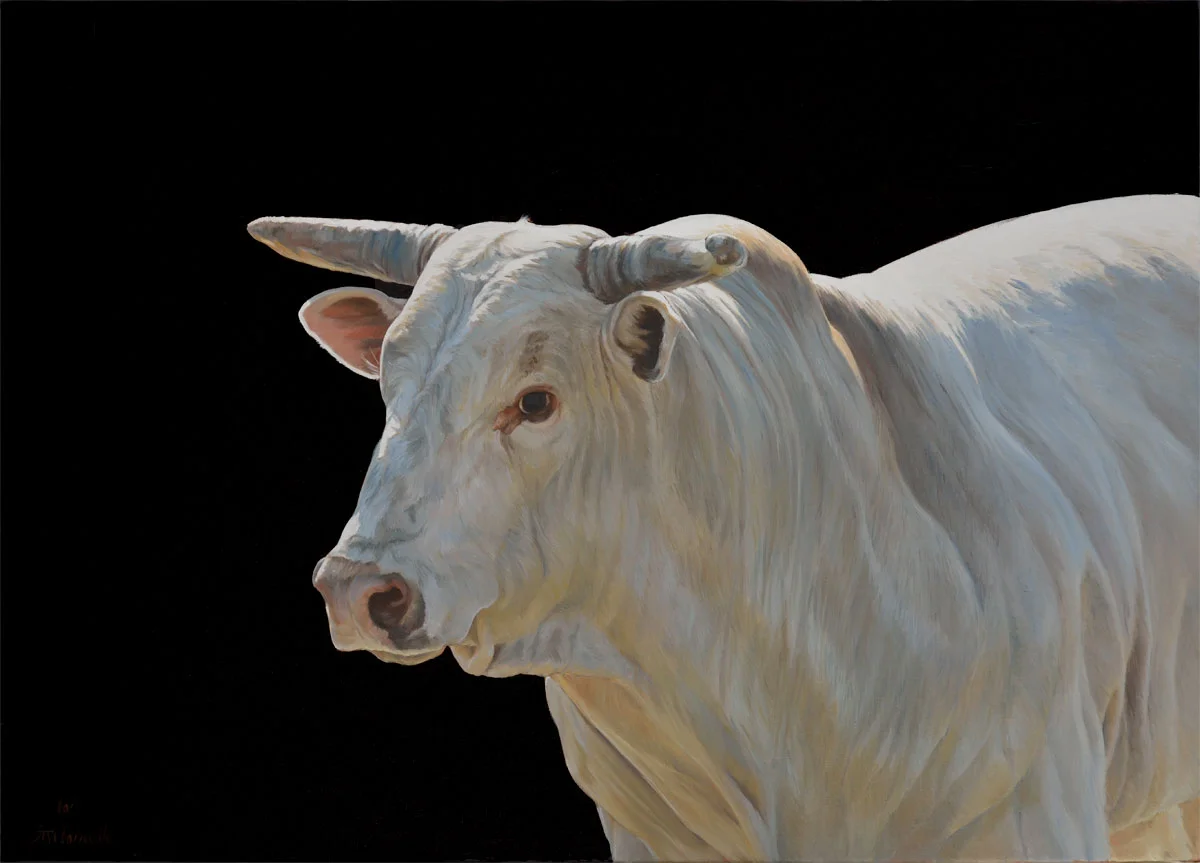Bull (right)