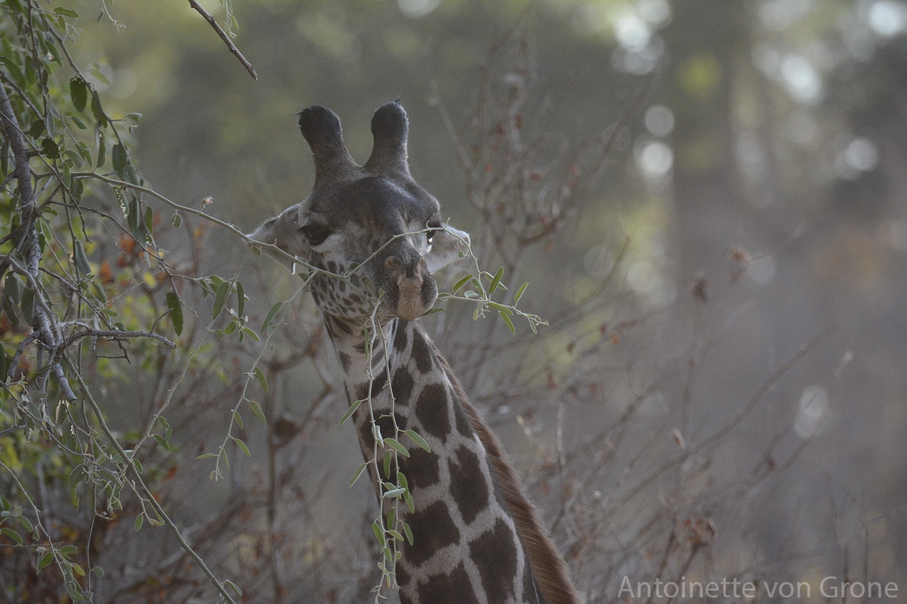 Gentle giant, Botswana