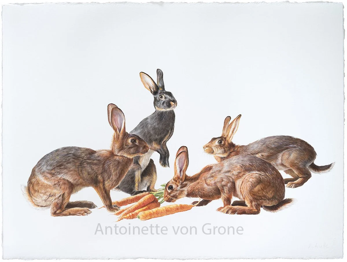 Belgian Hares