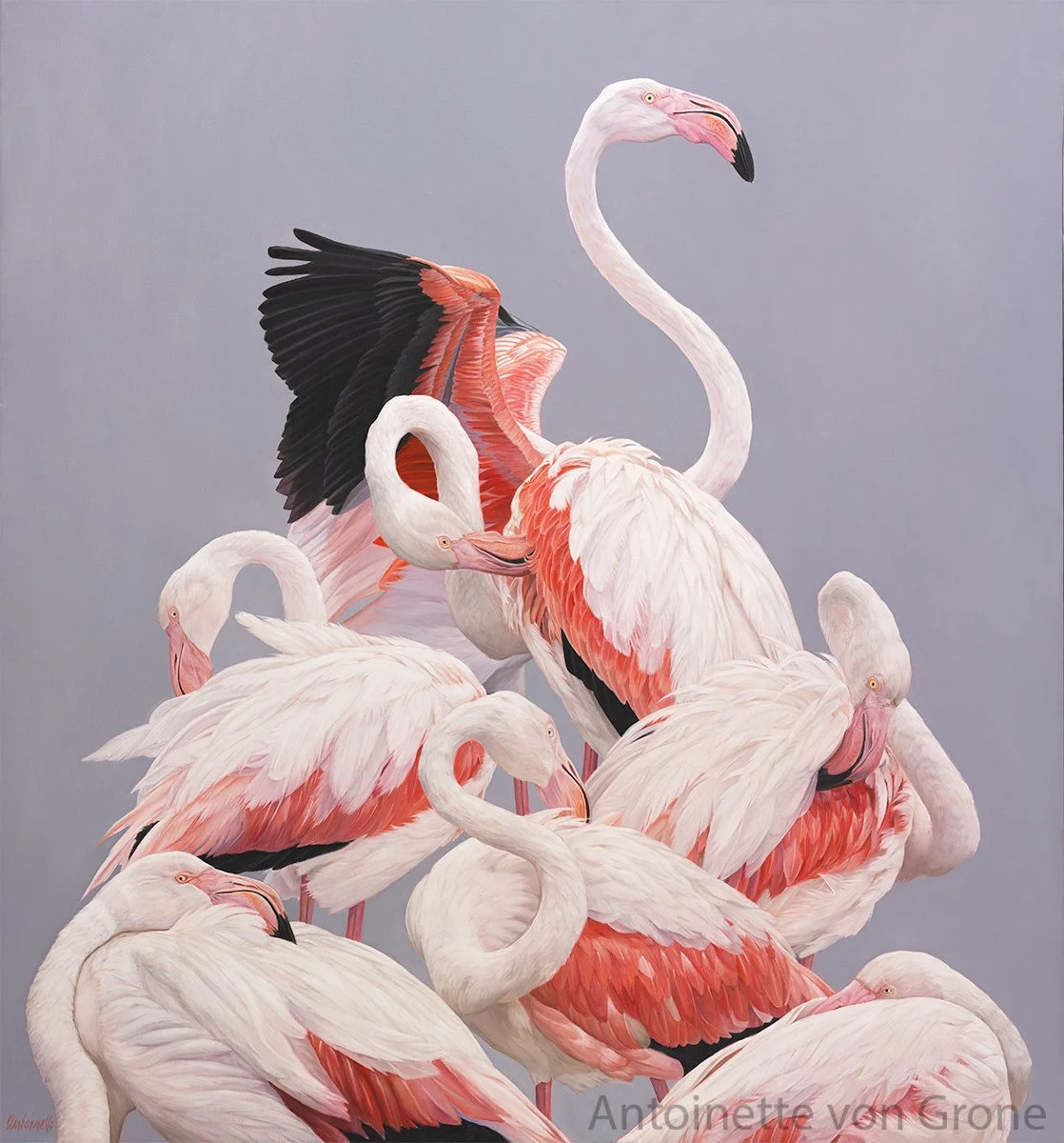 Flamingoes