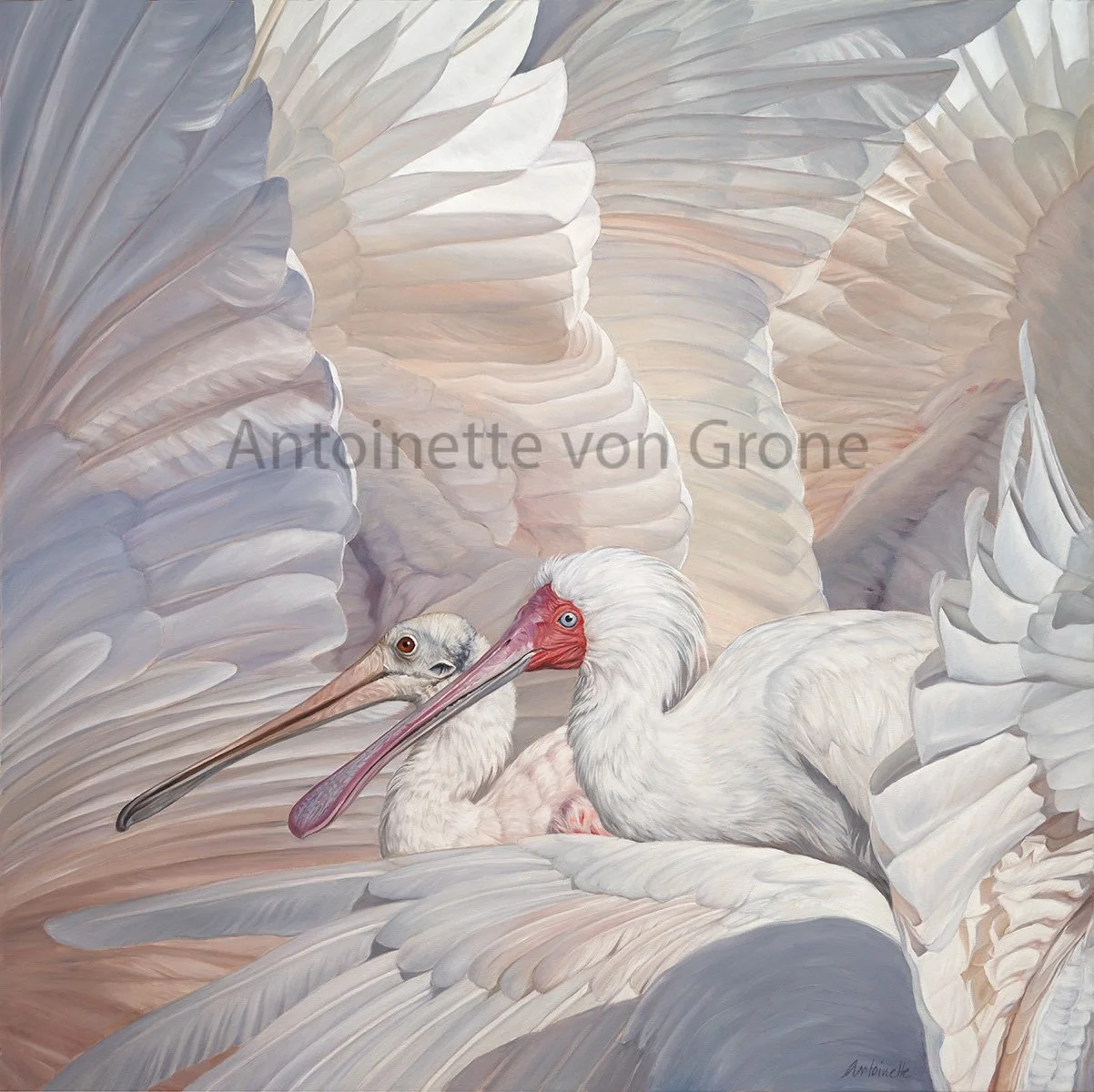 Roseat and African spoonbills