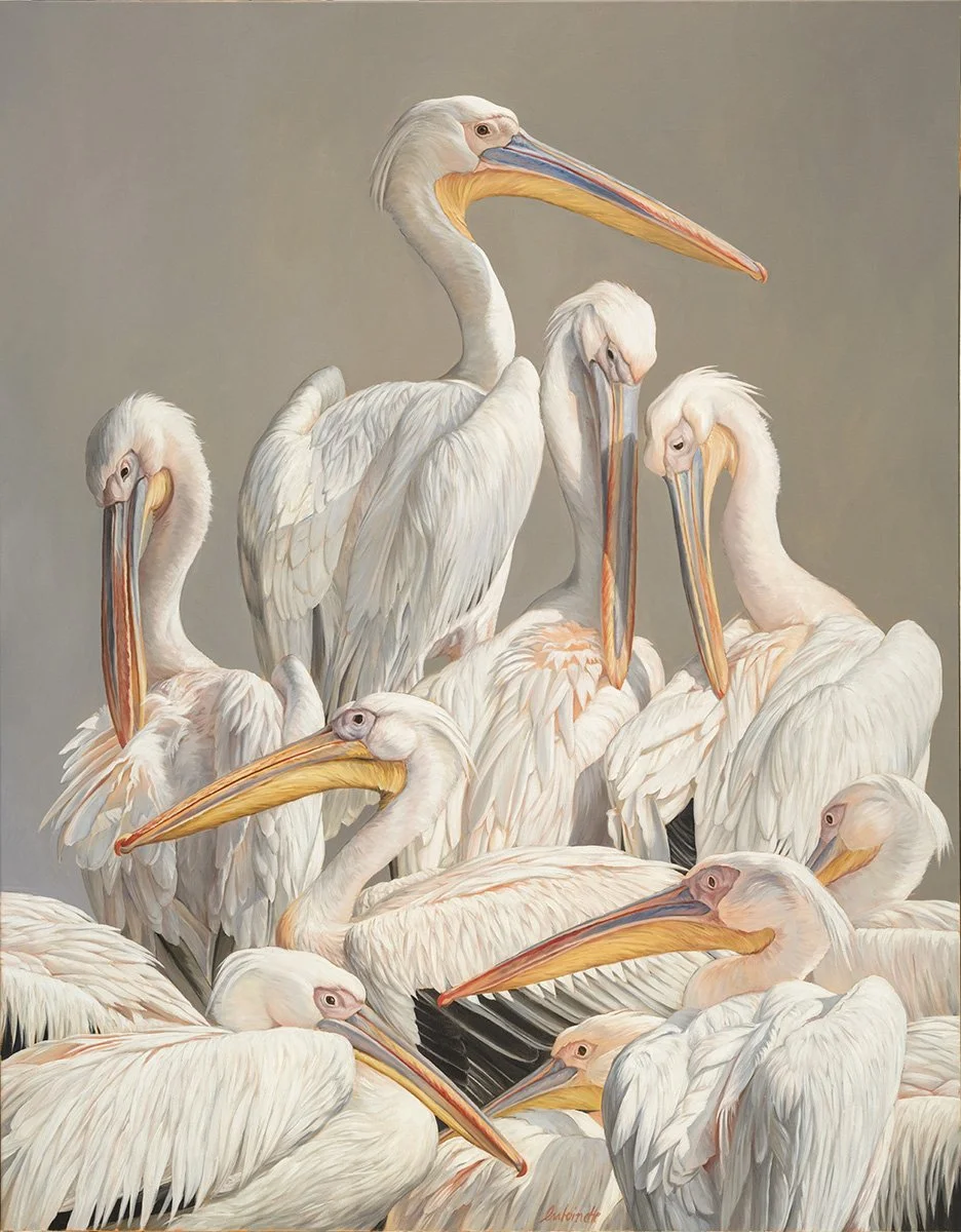 Pelicans