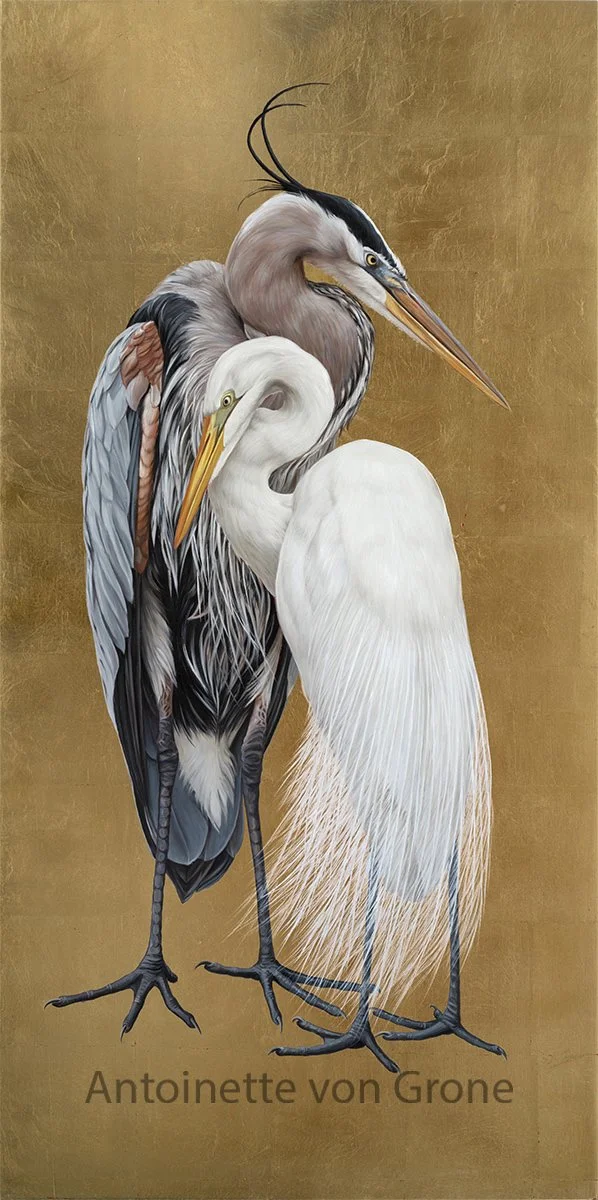 Grey Heron and Egret