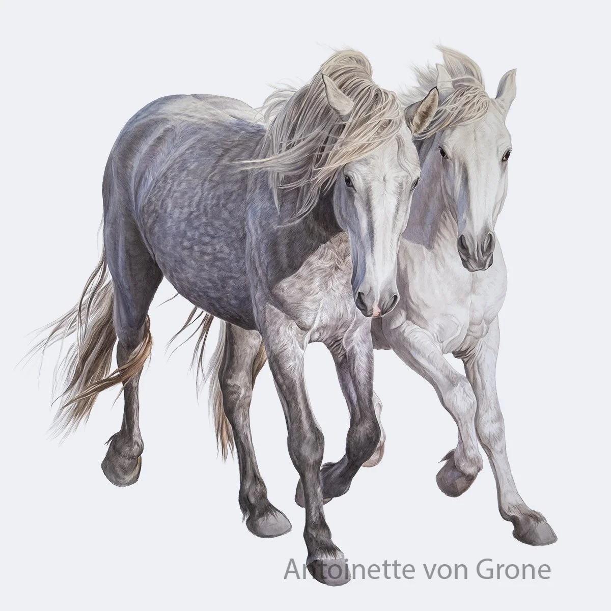 Two Stallions