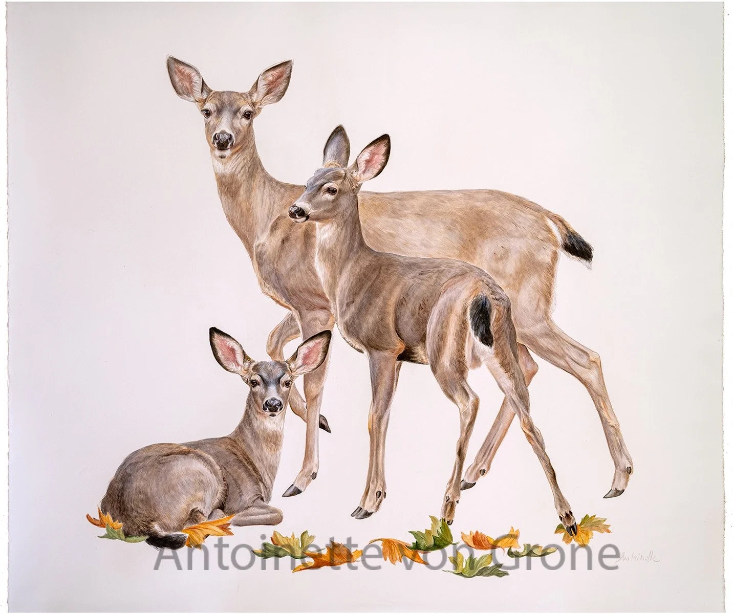 Three Deer Family