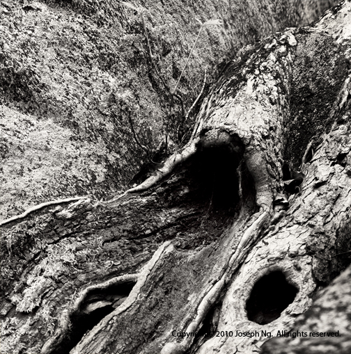 © Joseph Ng. All rights reserved. For inquiries regarding Fine Art print sales, please contact me or visit my store in Etsy . 