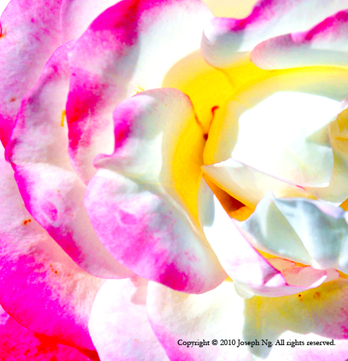 For inquiries regarding Fine Art print sales, please contact me or visit my store in Etsy . © Joseph Ng. All rights reserved.