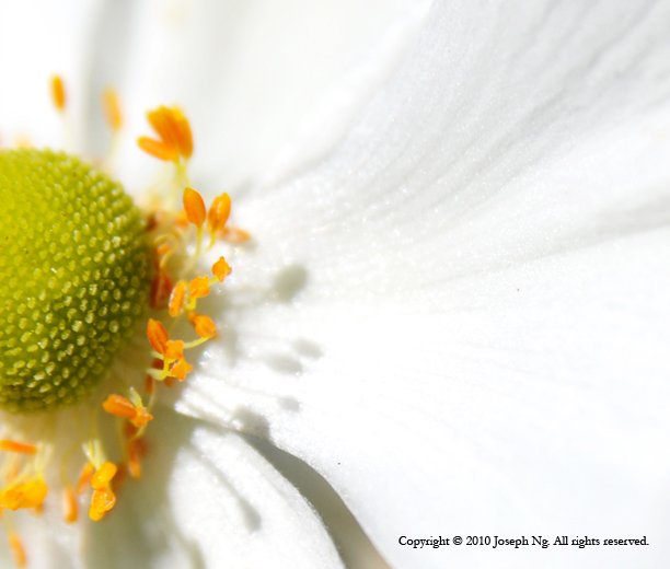 For inquiries regarding Fine Art print sales, please contact me or visit my store in Etsy . © Joseph Ng. All rights reserved.