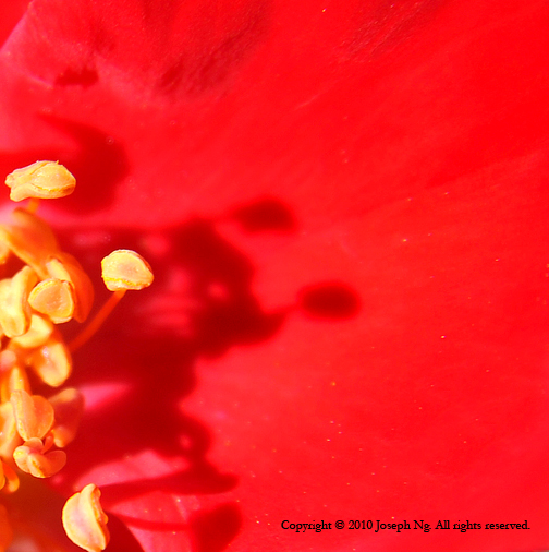 For inquiries regarding Fine Art print sales, please contact me or visit my store in Etsy . © Joseph Ng. All rights reserved.