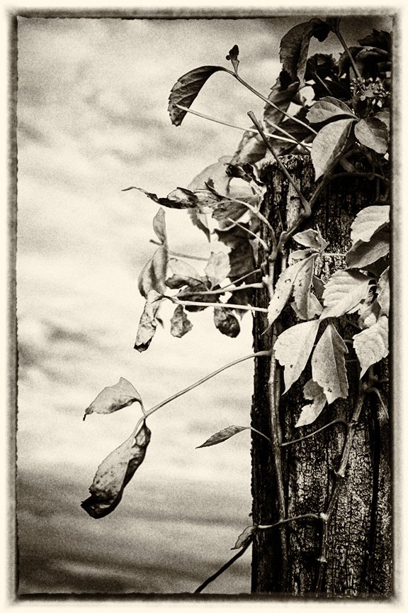 © Joseph Ng. All rights reserved.