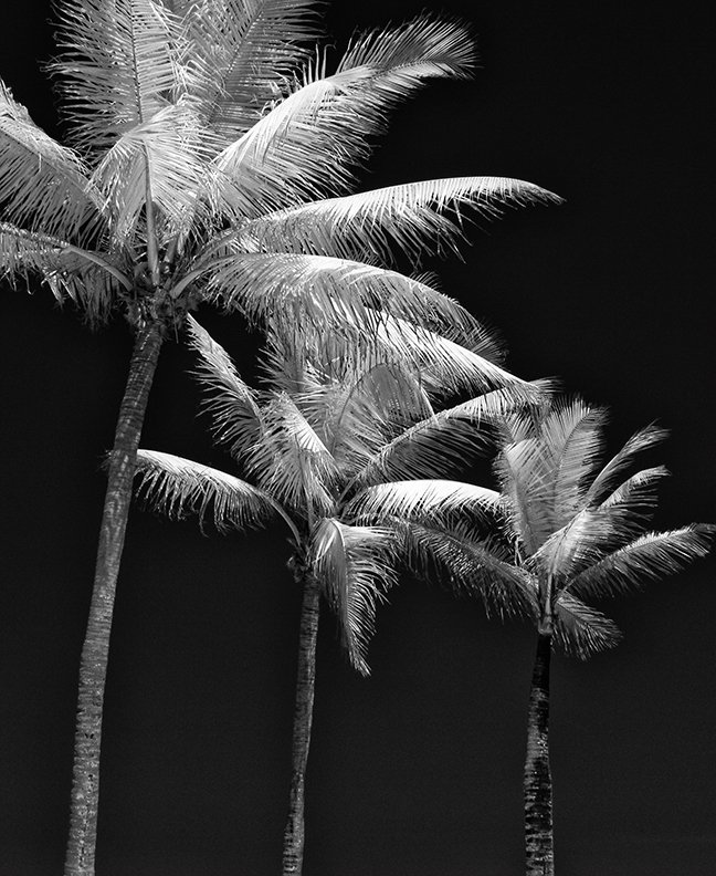 © Joseph Ng. All rights reserved.