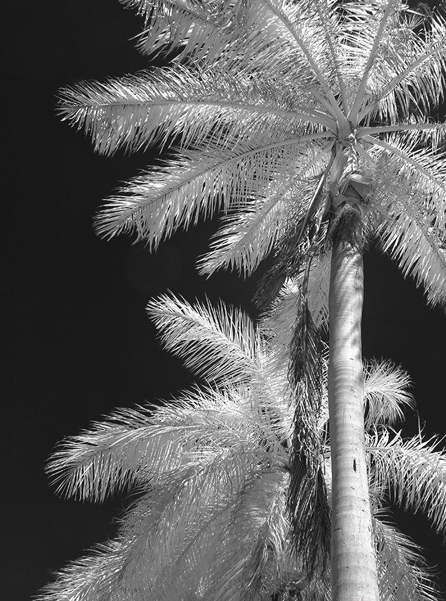 © Joseph Ng. All rights reserved.