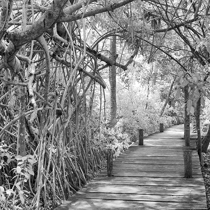 © Joseph Ng. All rights reserved.