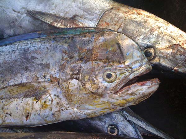 An encounter with mahi-mahi in a market inspired the author’s digital story. Photo: Shawn Margles