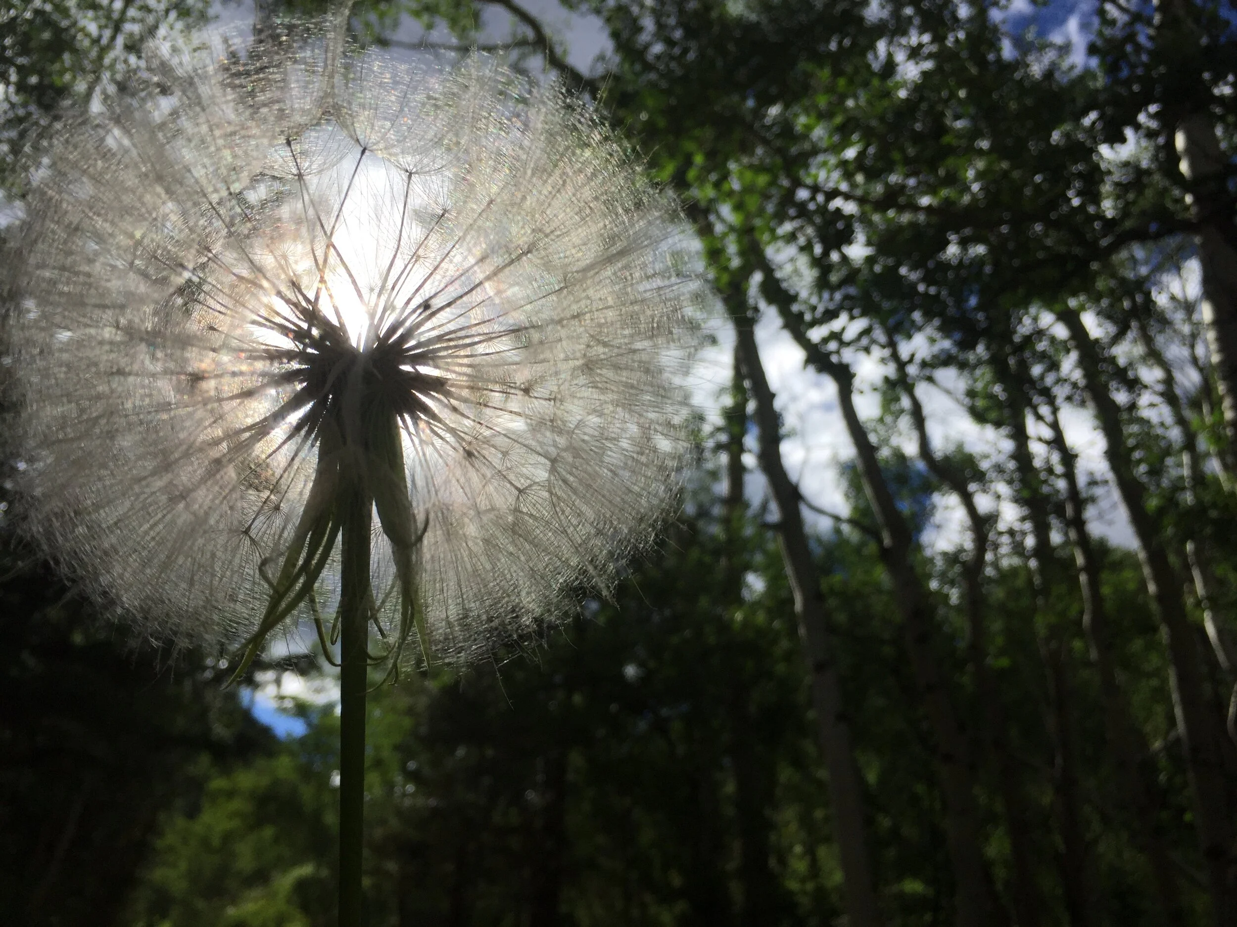 Storytelling in the Time of COVID-19 Webinar