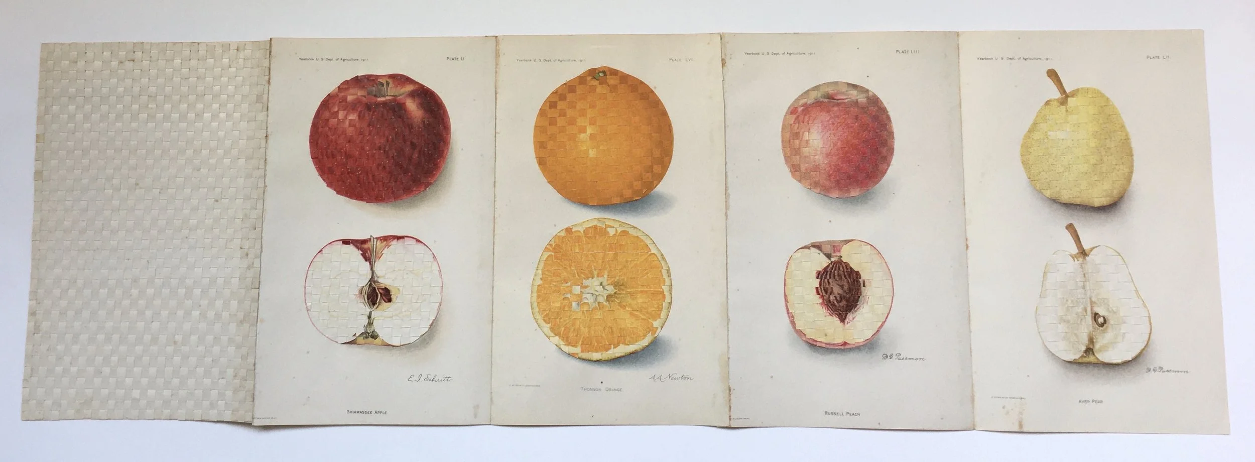  Woven Fruit Book.   1981  open  8⅛x27⅛”  closed 8⅛x6¾”  woven pages from U.S. Department of Agriculture Yearbook 1911 