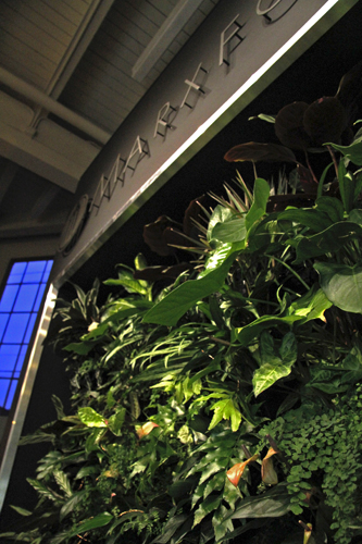 retail shop living wall from below